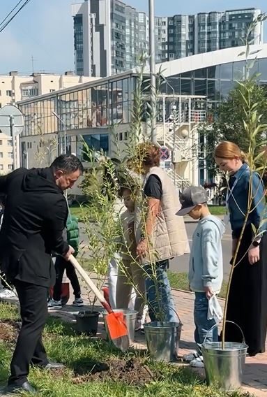 Городская посадка деревьев